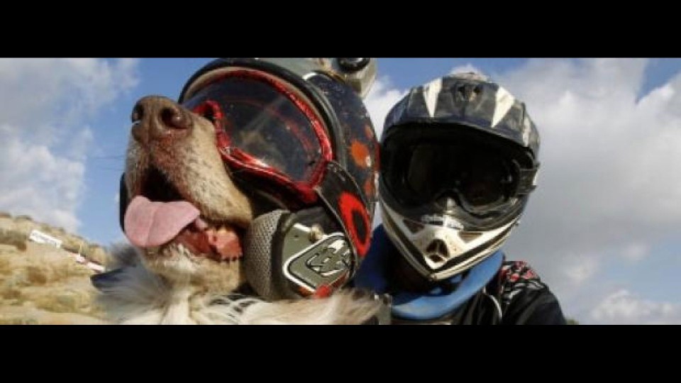 Moto - News: Opee, il cane che fa motocross