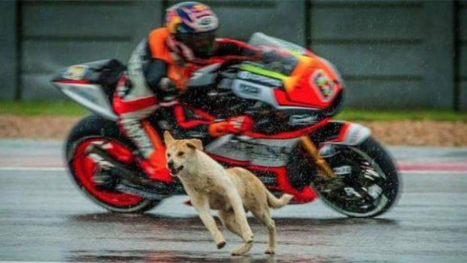 Moto - News: MotoGP: 5 episodi con gli animali protagonisti
