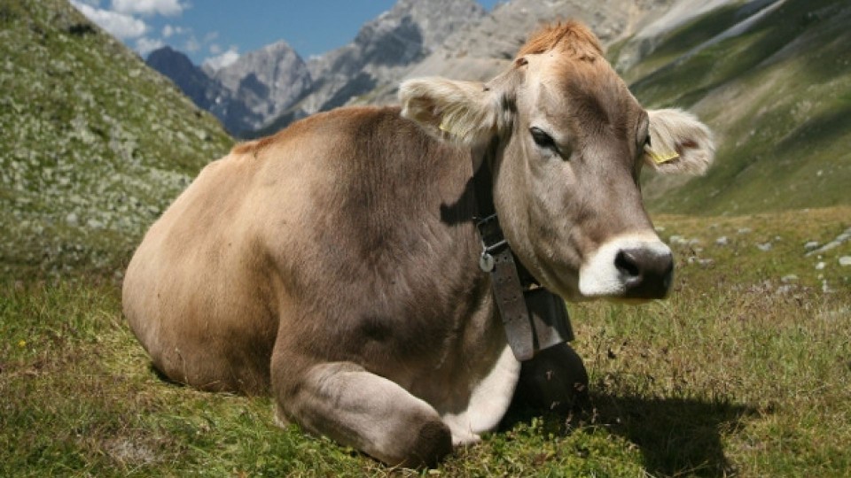 Moto - News: In India una tassa sui veicoli per aiutare le mucche