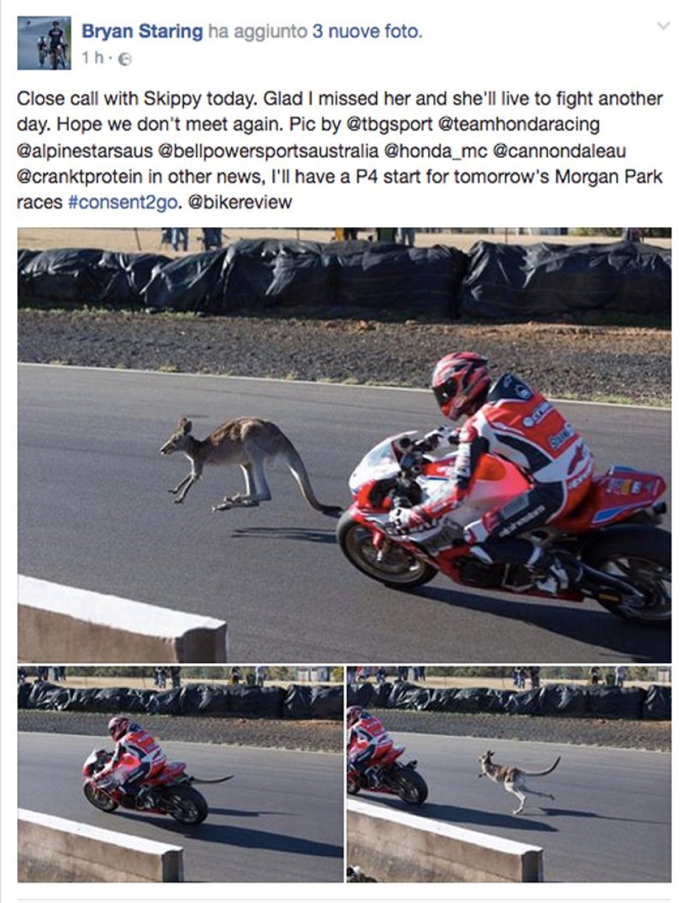 News: A kangaroo on the track... but it is not Stoner