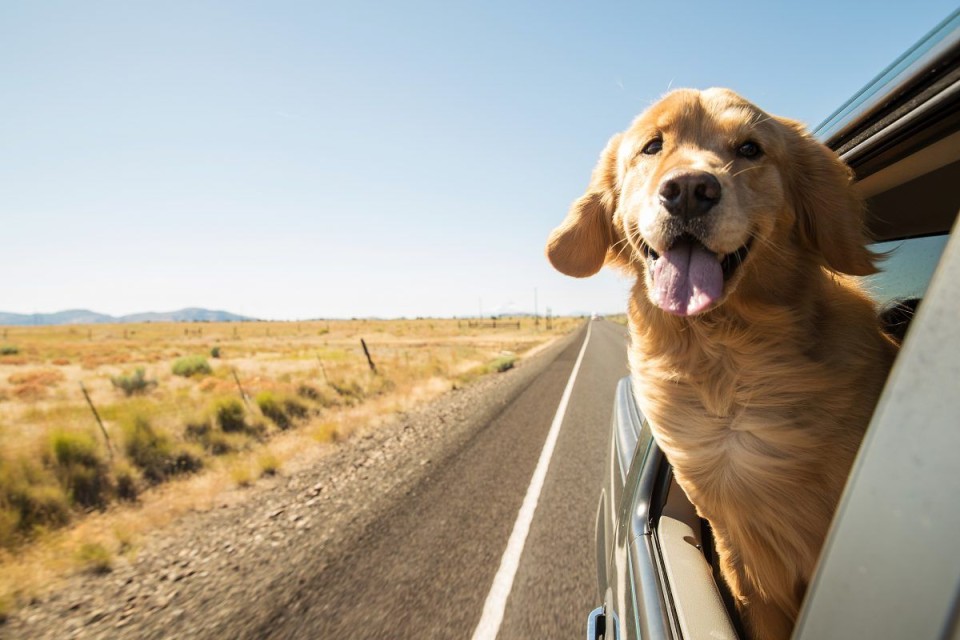 Auto - News: Codice della Strada: trasportare un cane in automobile