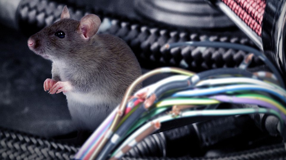 Auto - News: Toyota: sotto accusa a causa dei topi che rosicchiano i cavi dell’auto