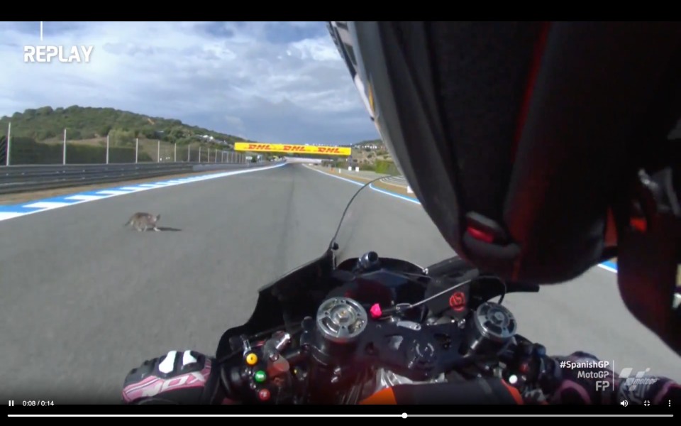 MotoGP: A (not black) cat cuts across the track, Aleix Espargarò falls at next lap