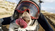 Moto - News: Opee, il cane che fa motocross