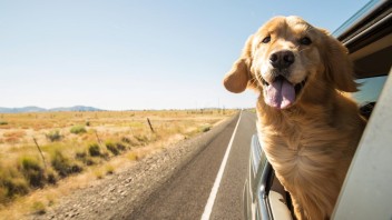 Auto - News: Codice della Strada: trasportare un cane in automobile