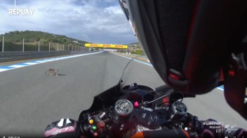 MotoGP: A (not black) cat cuts across the track, Aleix Espargarò falls at next lap