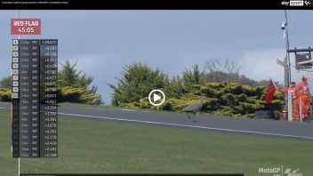 MotoGP: VIDEO - Oche allo sbaraglio a Phillip Island e spunta la bandiera rossa