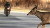 Moto - News: Moto contro animale selvatico in autostrada: info utili per il risarcimento